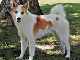 犬を家族に迎える前に